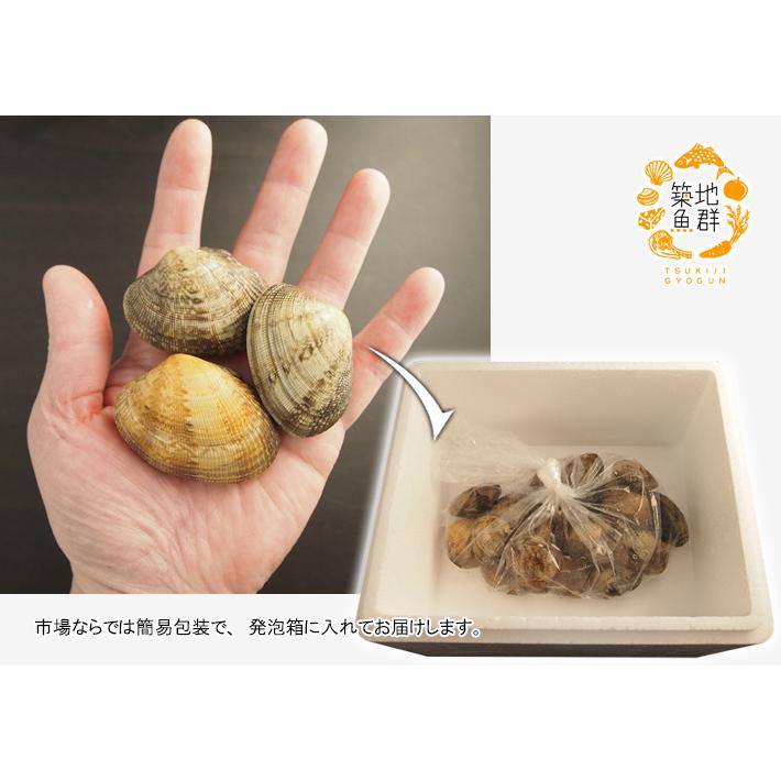 大流行中 あさり 大サイズ 500g 中国産 冷蔵便 Wantannas Go Id