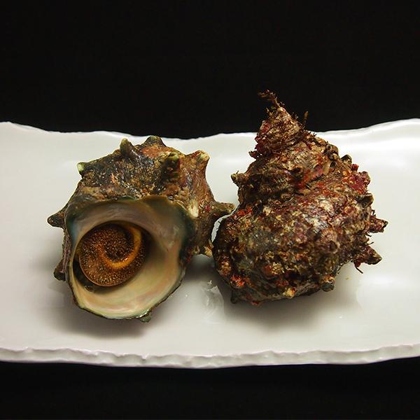 特大活サザエ1kg(3-6個)　国産　冷蔵便 | 