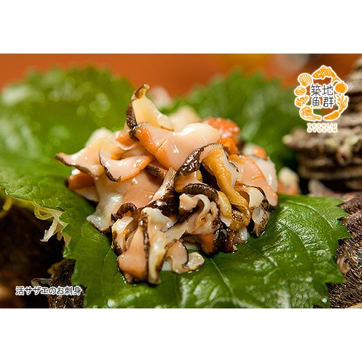 特大活サザエ1kg(3-6個)　国産　冷蔵便 |  | 02