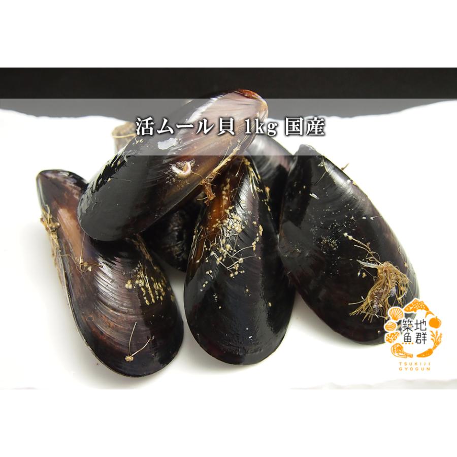 活ムール貝1kg　国産　冷蔵便 |  | 01