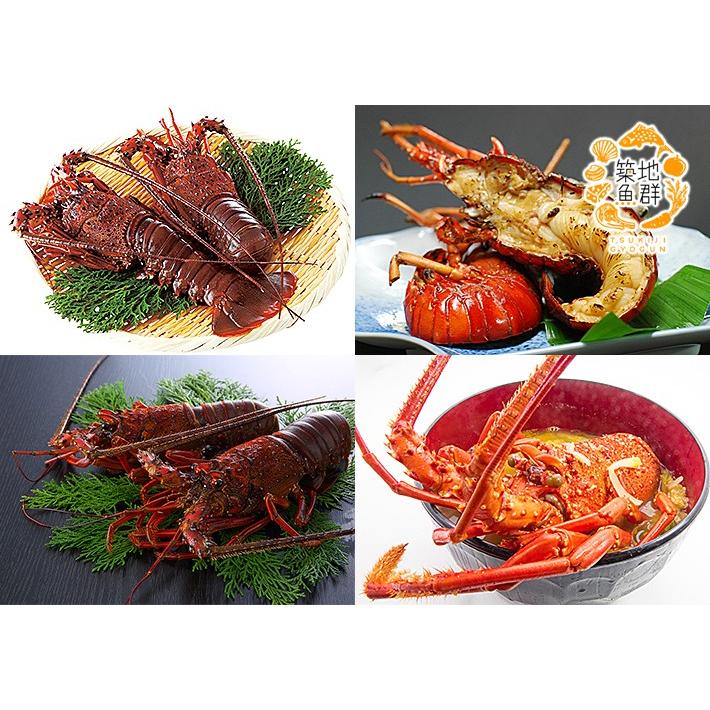 国産生冷凍 伊勢海老 イセエビ 2尾 300g 2 冷凍便 商品代引不可 875 築地魚群 通販 Yahoo ショッピング