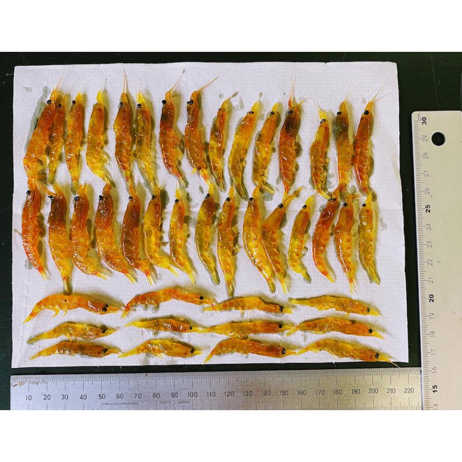 オキアミ 釣餌不凍加工 大サイズ赤・黄色セット 各45g45匹前後