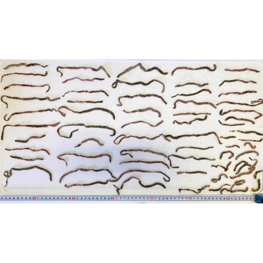 青イソメ 塩イソメ　1kg　受注生産　アミノ酸加工　釣餌　クール便発送　 |  | 02