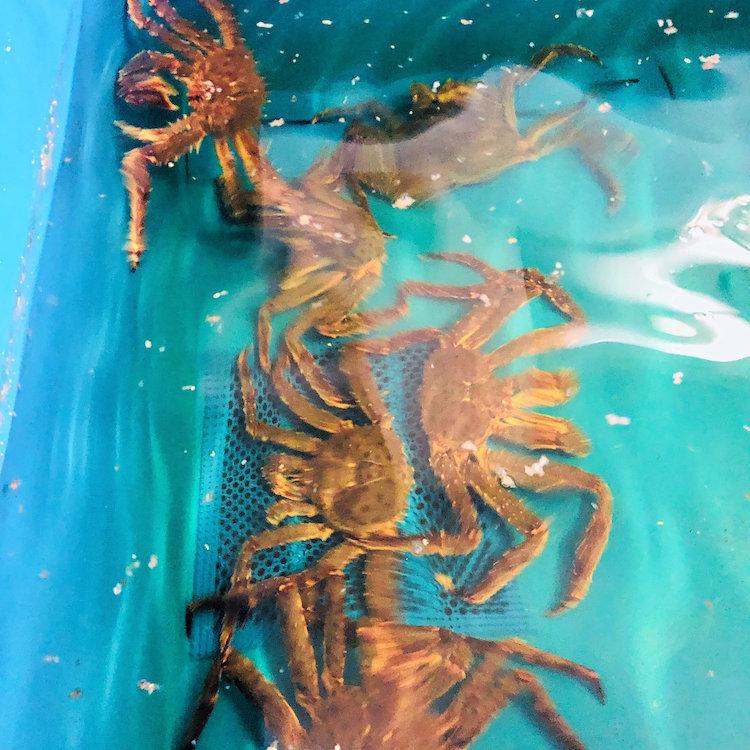 50 Off 活タラバガニ 1杯3kg前後 Taraba30kg 活魚介の振興商事 通販 Yahoo ショッピング 高い素材 Wjhni Com