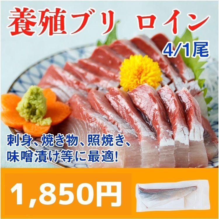 021ブリ 養殖 ロイン 4分の1尾 熊本県産 直送 刺身 お取り寄せ グルメ ギフト Am 021 天草うまいもの市場 通販 Yahoo ショッピング