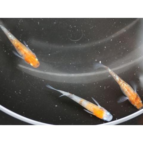激安特価 行田錦 非透明鱗ラメ三色メダカ ぎょうだにしき ひとうめいりんらめさんしょくめだか ２ペア 新しいコレクション Turningheadskennel Com