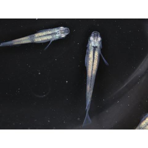 体内光マーブルメダカ たいないこうまーぶるめだか ２ペア メダカ Www Smarttradzt Com