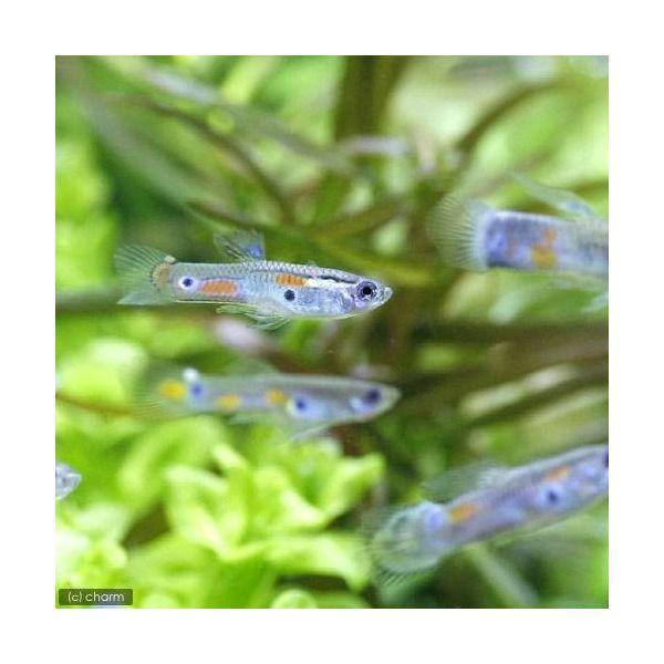熱帯魚 Sale 96 Off ワイルドフォーム グッピー １ペア 北海道 九州 直送品 離島配送不可 納品日指定必須 沖縄