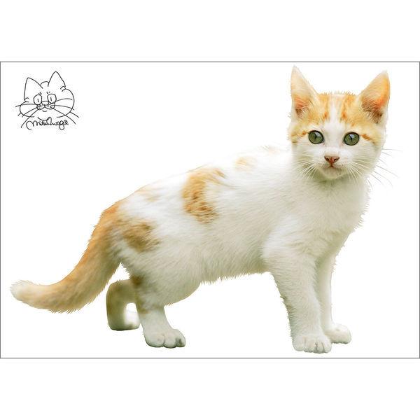東京ステッカー かわいい 猫 写真 岩合光昭 ねこウォールステッカー07 Ss Tsー0087ー