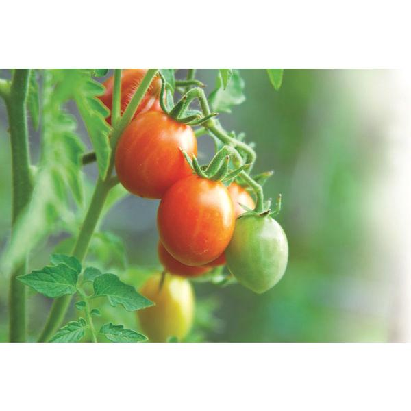 アルチェネロ アルチェネロ有機トマトピューレー 200g&times;3P 1セット（8個）