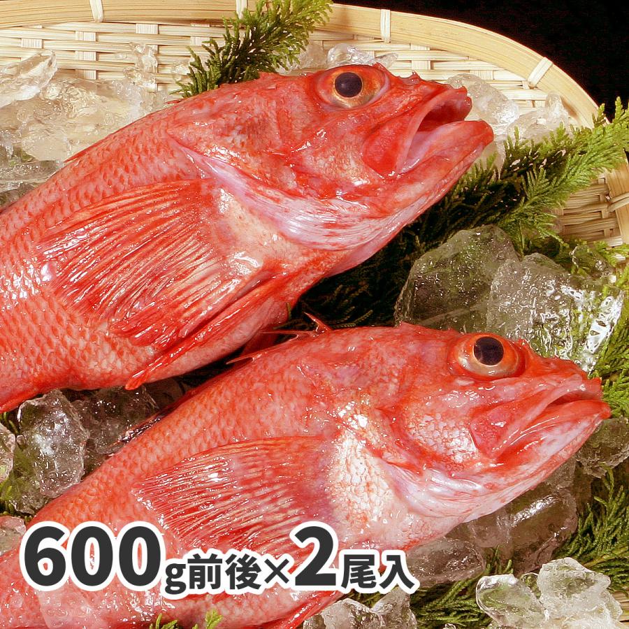 きんき 2尾 大サイズ (600g ×2) キンキ お取り寄せ グルメ 冷凍 きんき 2尾 大サイズ (600g ×2) キンキ お取り寄せ グルメ 冷凍