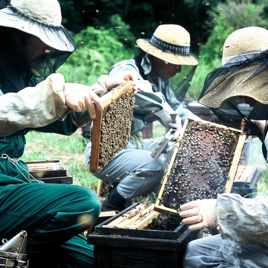 期間限定特価 国産蜂蜜 花の道 くろがねもち 140g Materialworldblog Com