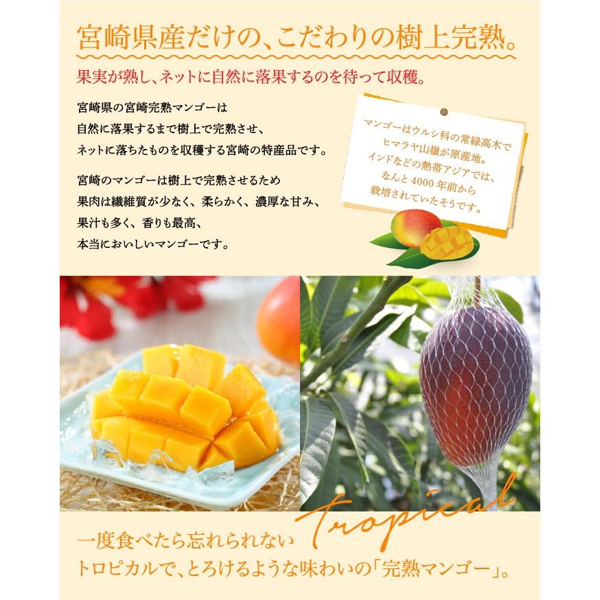 お中元 マンゴー みやざき完熟マンゴー 優品 4Lサイズ 500g以上×2玉