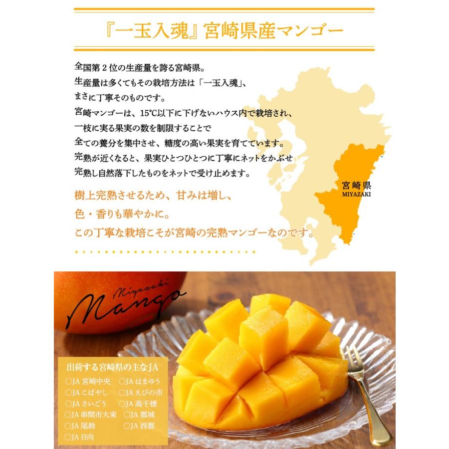 お中元 マンゴー みやざき完熟マンゴー 優品 4Lサイズ 500g以上×2玉