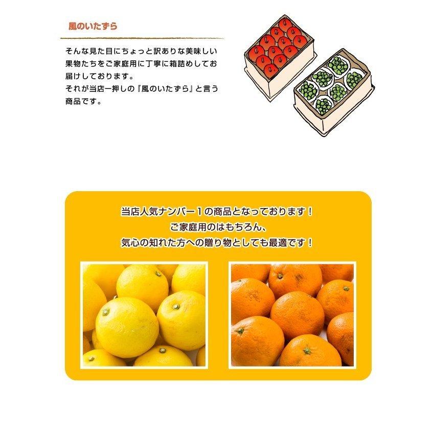 みかん あいか 風のいたずら 訳あり 4L〜3Lサイズ 5kg 紅まどんなと同