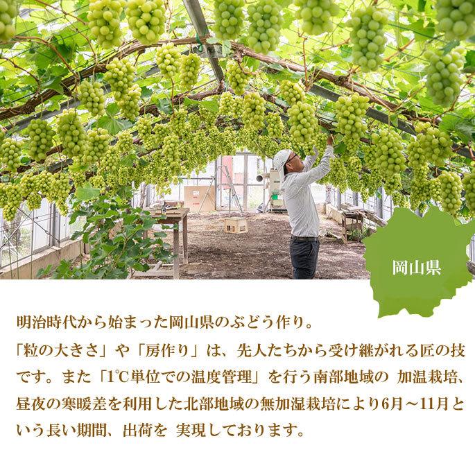 お中元 ぶどう シャインマスカット 晴王 赤秀 800g×１房 岡山県産 葡萄 ブドウ ギフト お取り寄せ_3