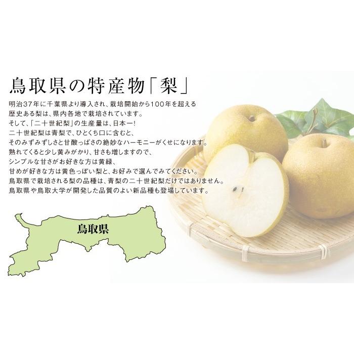 年始に　甘い　王秋梨　20kg 梨 秋甘泉 あきかんせん 赤秀 7玉〜20玉 5kg 鳥取県産 ナシ なし 新