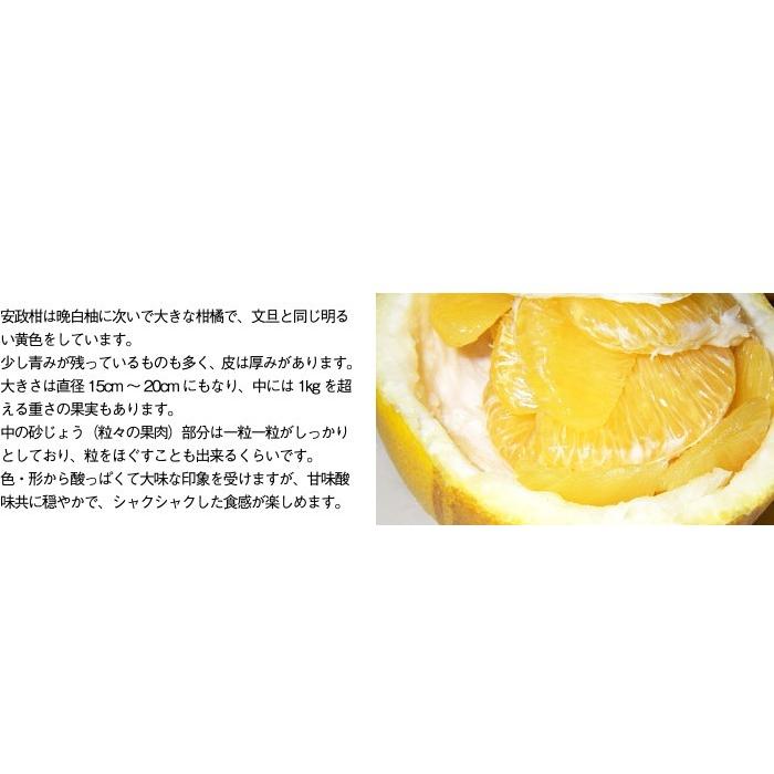 みかん 安政柑 あんせいかん 訳あり 大きさおまかせ 10kg 広島県 因島産 みかん 蜜柑 ミカン Akn0 はちやフルーツ 通販 Yahoo ショッピング