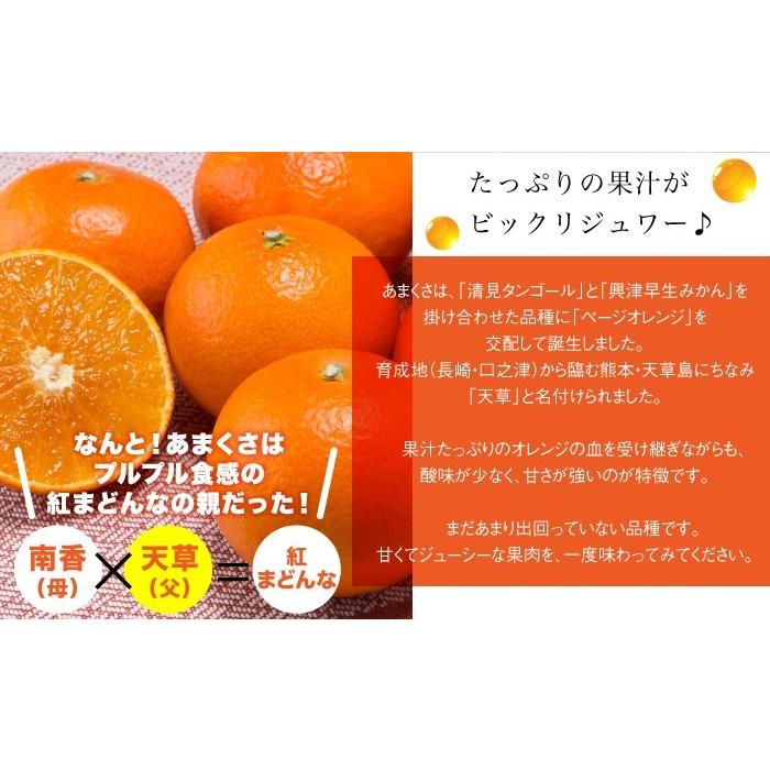 天草（あまくさ）小玉10kg 紅まどんなの親品種 ※北海道、東北、沖縄は発送不可 みかん あまくさ 紅まどんな の親品種 家庭用 大きさお任せ 約5kg 愛媛