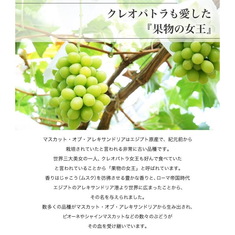 ぶどう マスカット オブ アレキサンドリア 青秀 400g&times;2房 岡山県産 ＪＡおかやま 葡萄 ブドウ