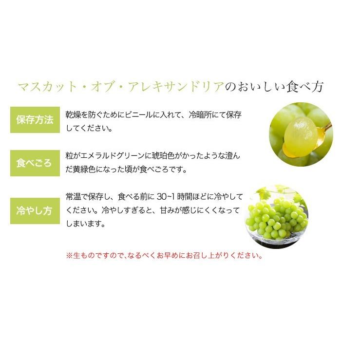 ぶどう マスカット オブ アレキサンドリア 青秀 400g&times;2房 岡山県産 ＪＡおかやま 葡萄 ブドウ