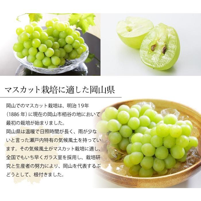 激レア　未使用　プリモプエル　マスカット色 激レア 未使用 プリモプエル マスカット色 - メルカリ