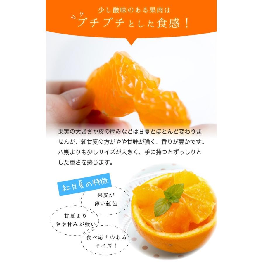 最適な材料 みかん 紅甘夏 べにあまなつ 青秀 2l Mサイズ 5kg 鹿児島県 獅子島産 Bｌue獅子島 蜜柑 ミカン ギフト Aynaelda Com