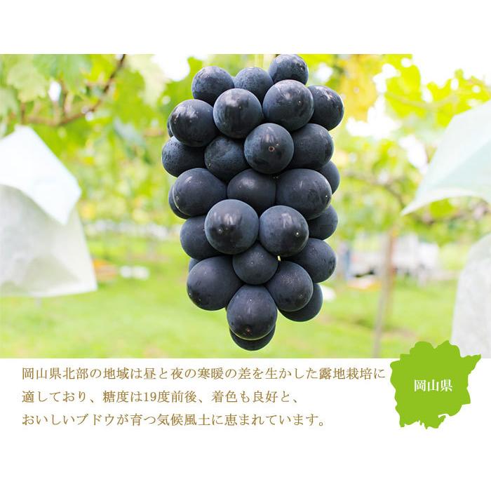 大きな取引大きな取引ぶどう ブラックビート 赤秀 700g 1房 岡山県産 ＪＡおかやま ギフト 葡萄 ブドウ ぶどう 