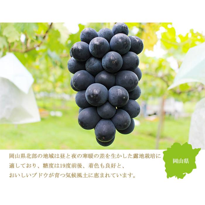 ぶどう ブラックビート 優品 600g 1房 岡山県産 JAおかやま ギフト