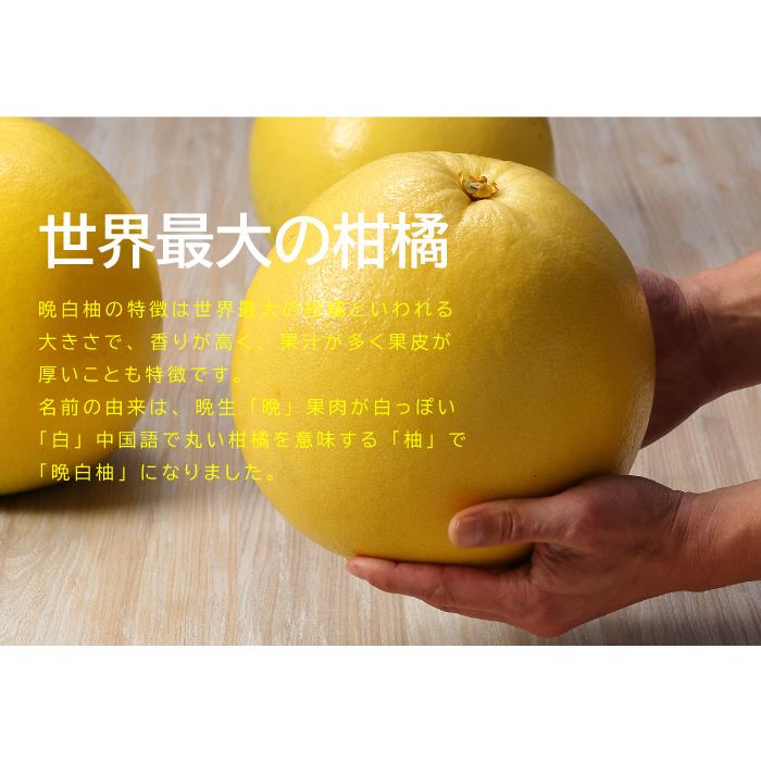 お歳暮 みかん 晩白柚 ばんぺいゆ 秀品 超特大玉 3lサイズ 1玉 約2 5kg 熊本県産 Jaやつしろ 化粧箱入り ギフト 柑橘 蜜柑 Bpy007 はちやフルーツ 通販 Yahoo ショッピング