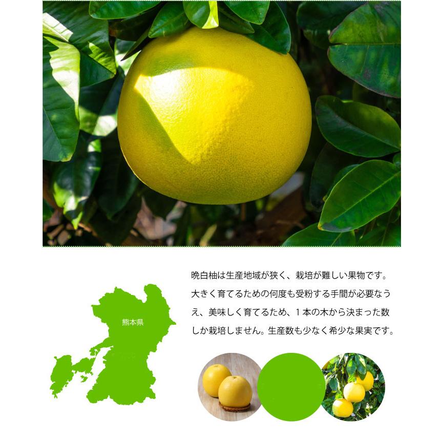 みかん 晩白柚 ばんぺいゆ 秀品 3Lサイズ 1玉 2.2kg 熊本県産 化粧