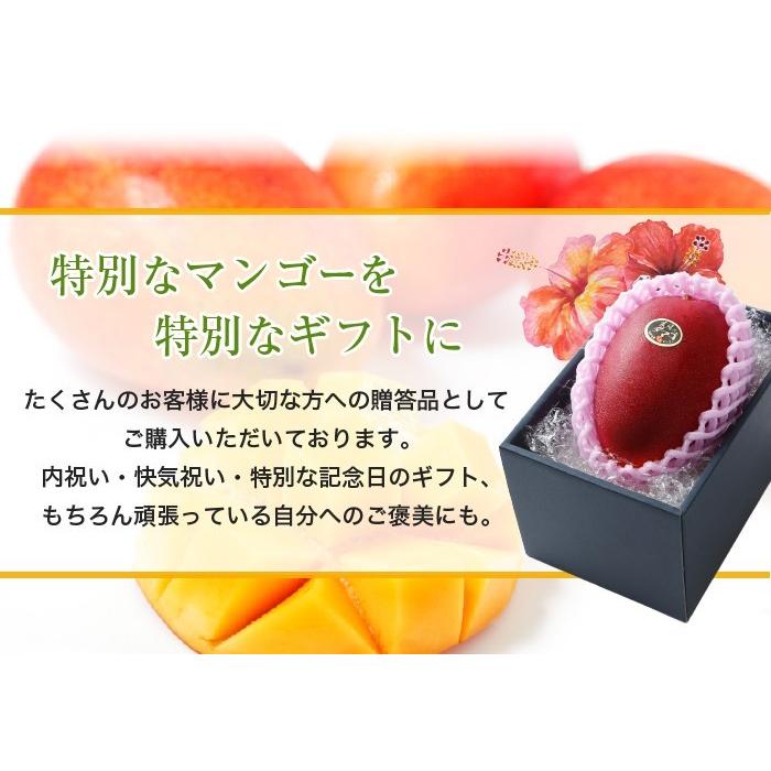 遅れてごめんね 父の日 2025 太陽のタマゴ 太陽のたまご 赤秀 3L