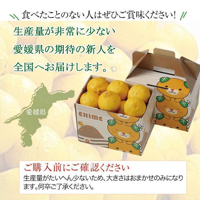 みかん 媛小春 ひめこはる 秀品 大きさおまかせ 2.5kg 愛媛県産 ギフト｜hachiya-fruits｜06