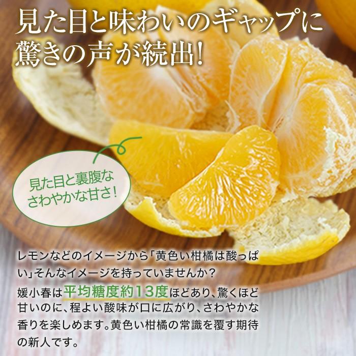 みかん 媛小春 ひめこはる 風のいたずら ちょっと訳あり 大きさおまかせ 2.5kg 愛媛県産 ギフト｜hachiya-fruits｜05