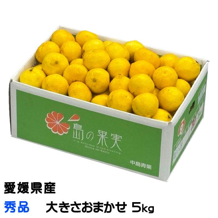 □みかん 媛小春 ひめこはる 秀品 大きさおまかせ 5kg 愛媛県産 □みかん 媛小春 ひめこはる 秀品 大きさおまかせ 5kg 愛媛県産