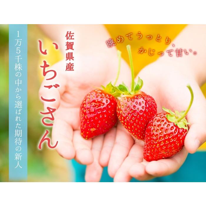 いちごさん AA等級 4〜12粒 240g×2パック 佐賀県産 JA佐賀 白石 いちごさん AA等級 4〜12粒 240g×2パック 佐賀県産 JA佐賀 白石