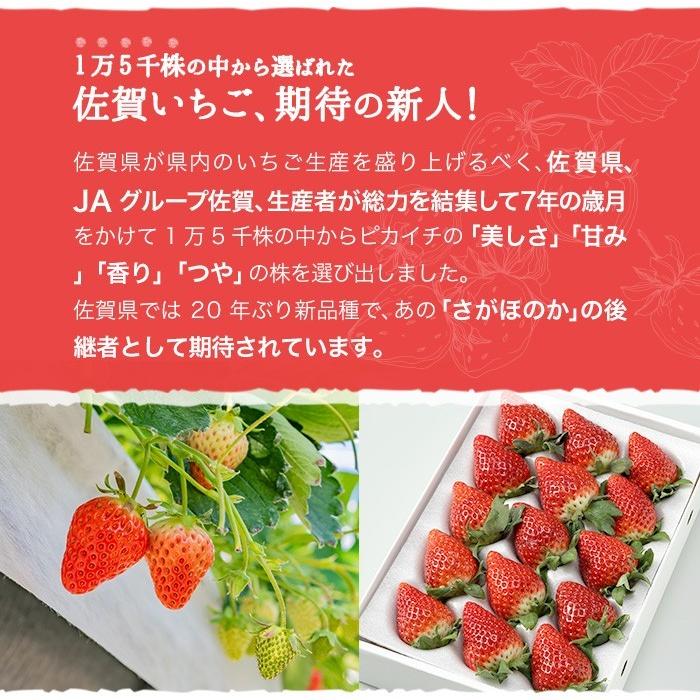 いちごさん AA等級 4〜12粒 240g×2パック 佐賀県産 JA佐賀 白石 いちごさん AA等級 4〜12粒 240g×2パック 佐賀県産 JA佐賀 白石