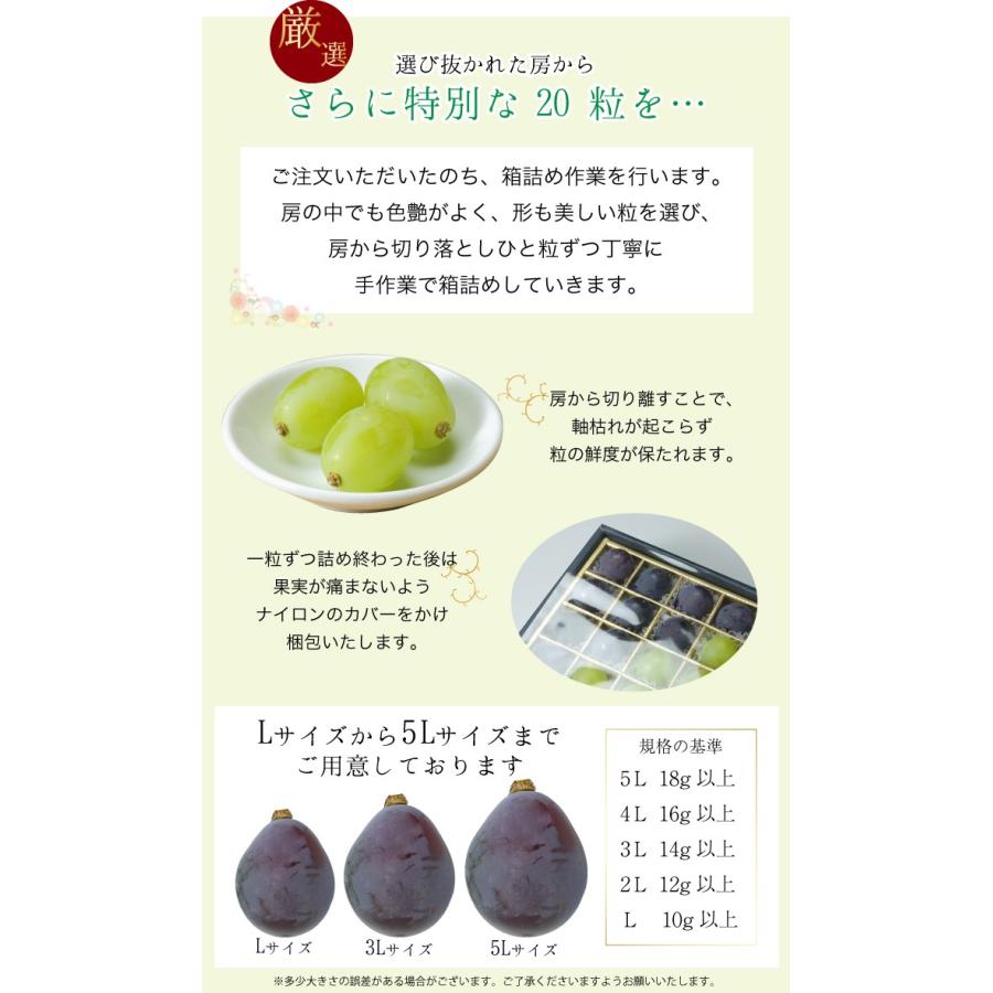 ぶどう ニューピオーネ ジュエルセレクション 特秀 5Lサイズ 20粒 岡山県産 葡萄 ブドウ お中元 父の日|hachiya-fruits|05
