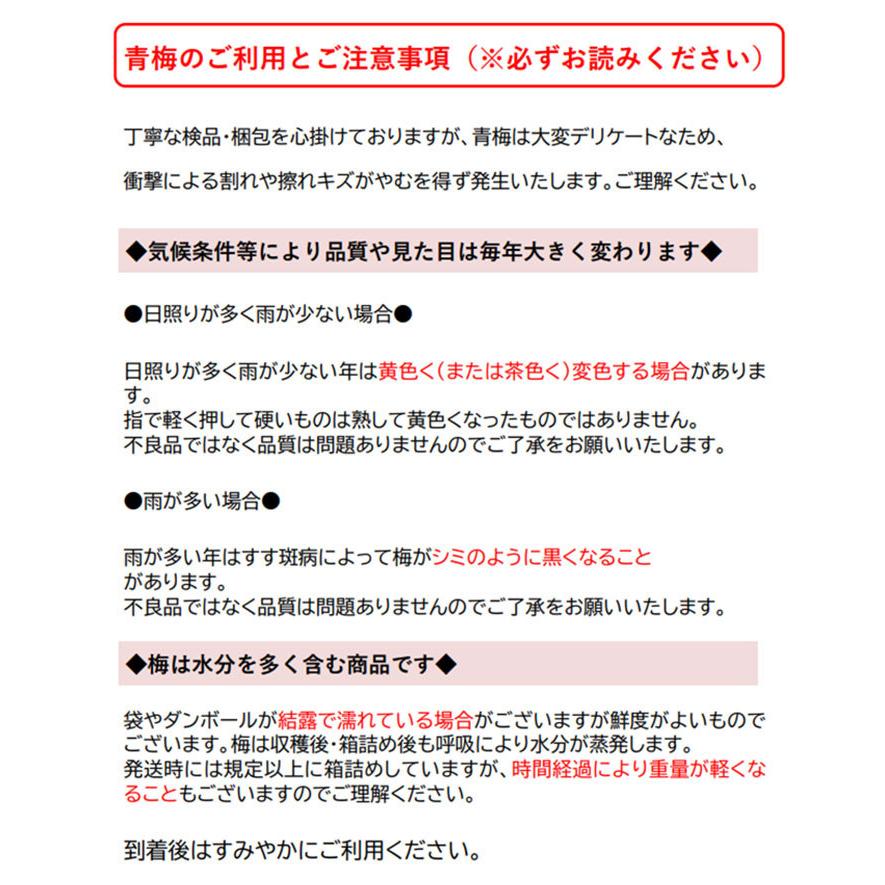 梅 南高梅 なんこう うめ 産地厳選 秀品 4Lサイズ 10kg うめ 生梅｜hachiya-fruits｜08