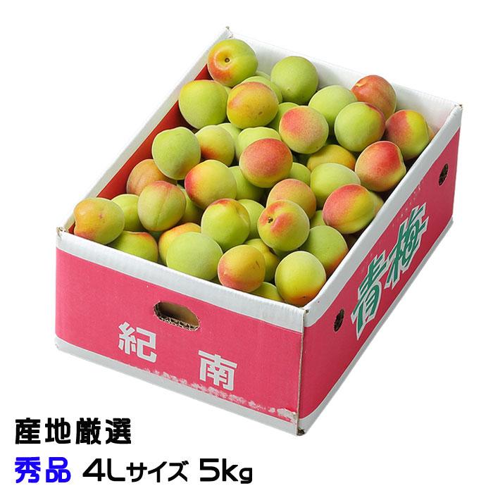 梅 南高梅 産地厳選 秀品 4Lサイズ 5kg なんこう うめ 生梅 : はちや
