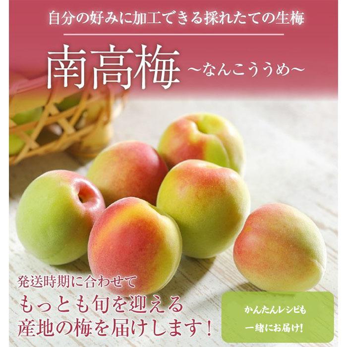梅 南高梅 産地厳選 秀品 4Lサイズ 5kg なんこう うめ 生梅 : はちや