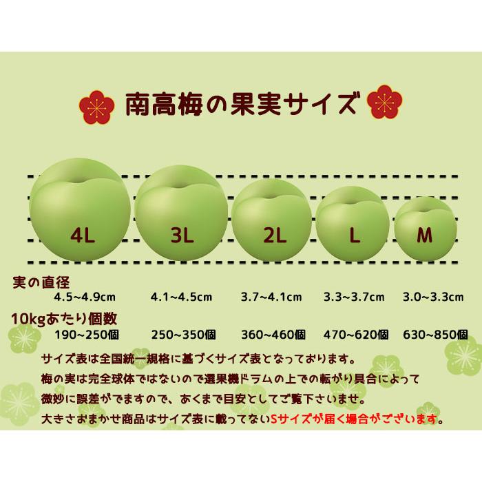 梅 南高梅 産地厳選 秀品 4Lサイズ 5kg なんこう うめ 生梅 : はちや 
