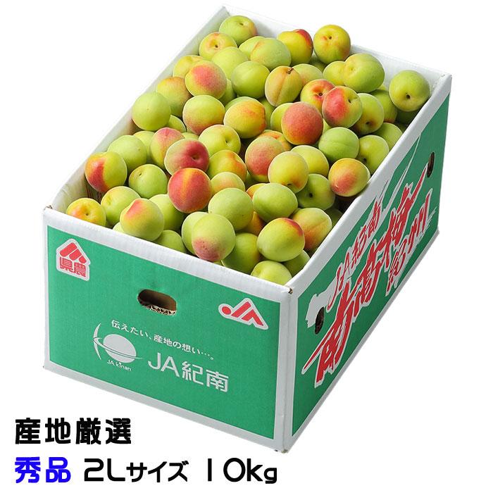 梅 南高梅 産地厳選 秀品 2Lサイズ 10kg なんこう うめ 生梅（Yahoo!・はちやフルーツ）