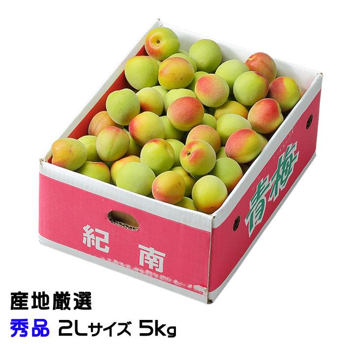 梅 南高梅 なんこう うめ 産地厳選 秀品 2Lサイズ 5kg うめ 生梅｜hachiya-fruits