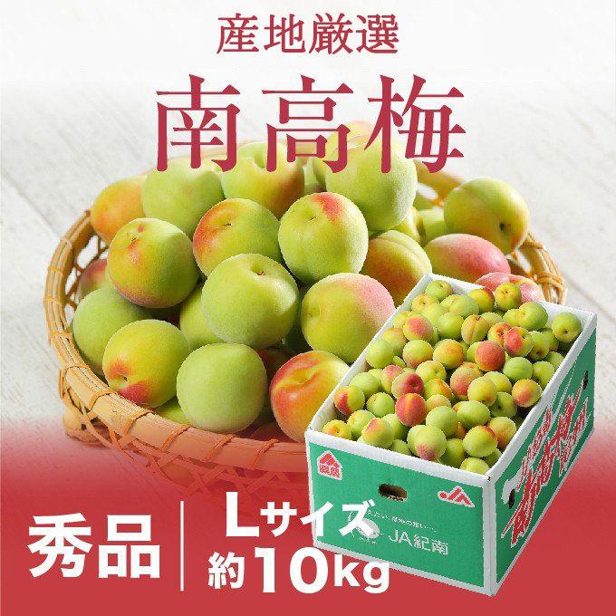 梅 南高梅 なんこう うめ 産地厳選 秀品 Lサイズ 10kg うめ 生梅｜hachiya-fruits