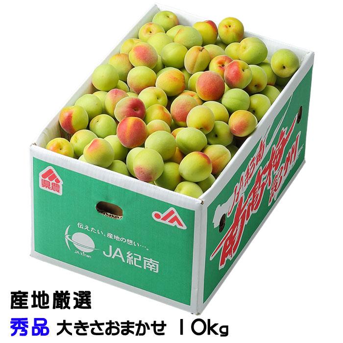 梅 南高梅 産地厳選 秀品 大きさおまかせ 10kg なんこう うめ 生梅（Yahoo!・はちやフルーツ）