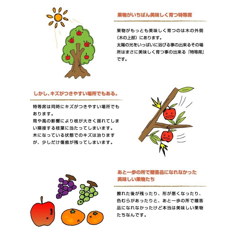 梅 南高梅 なんこう うめ 産地厳選 風のいたずら 大きさおまかせ 10kg うめ 生梅｜hachiya-fruits｜04