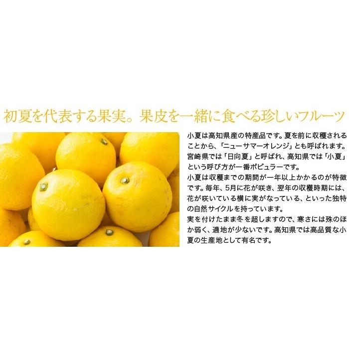 みかん 小夏 こなつ 秀品 大きさおまかせ 5kg 高知県産 蜜柑 ミカン ギフト｜hachiya-fruits｜03