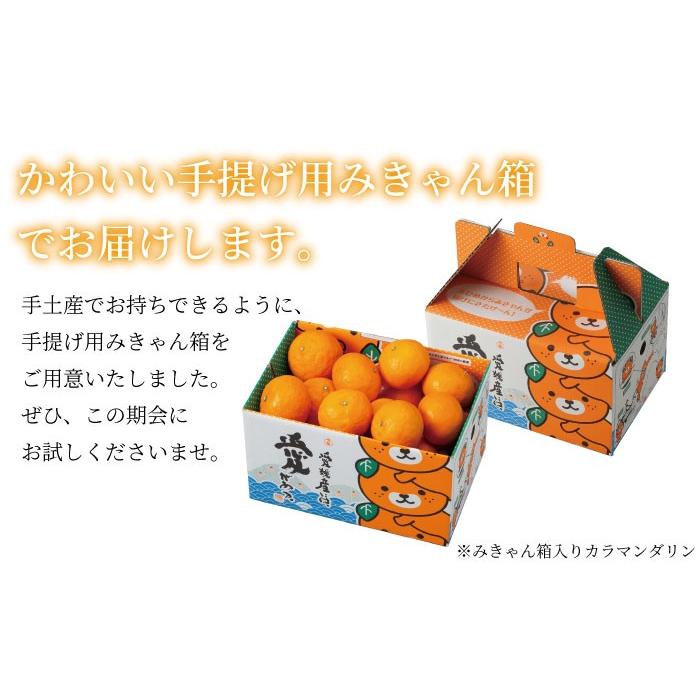 みかん 完熟春みかん カラマンダリン 青秀 2L〜S 2.5kg みきゃん箱入り 愛媛県産 ＪＡえひめ中央 中島選果場 ミカン 蜜柑 ギフト 父の日｜hachiya-fruits｜06