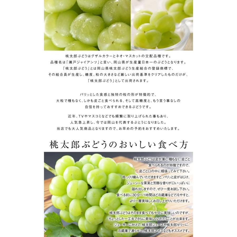 ぶどう 桃太郎ぶどう 青秀 400g×2房 岡山県産 香川県産 桃太郎ぶどう生産組合 夏ギフト 葡萄 ブドウ|hachiya-fruits|04